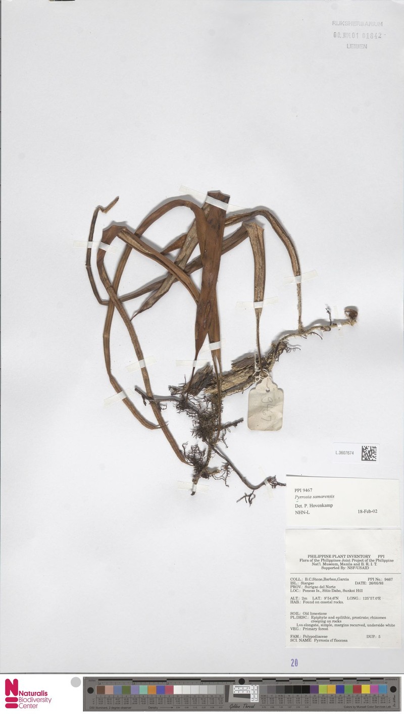 Pyrrosia samarensis photo 6