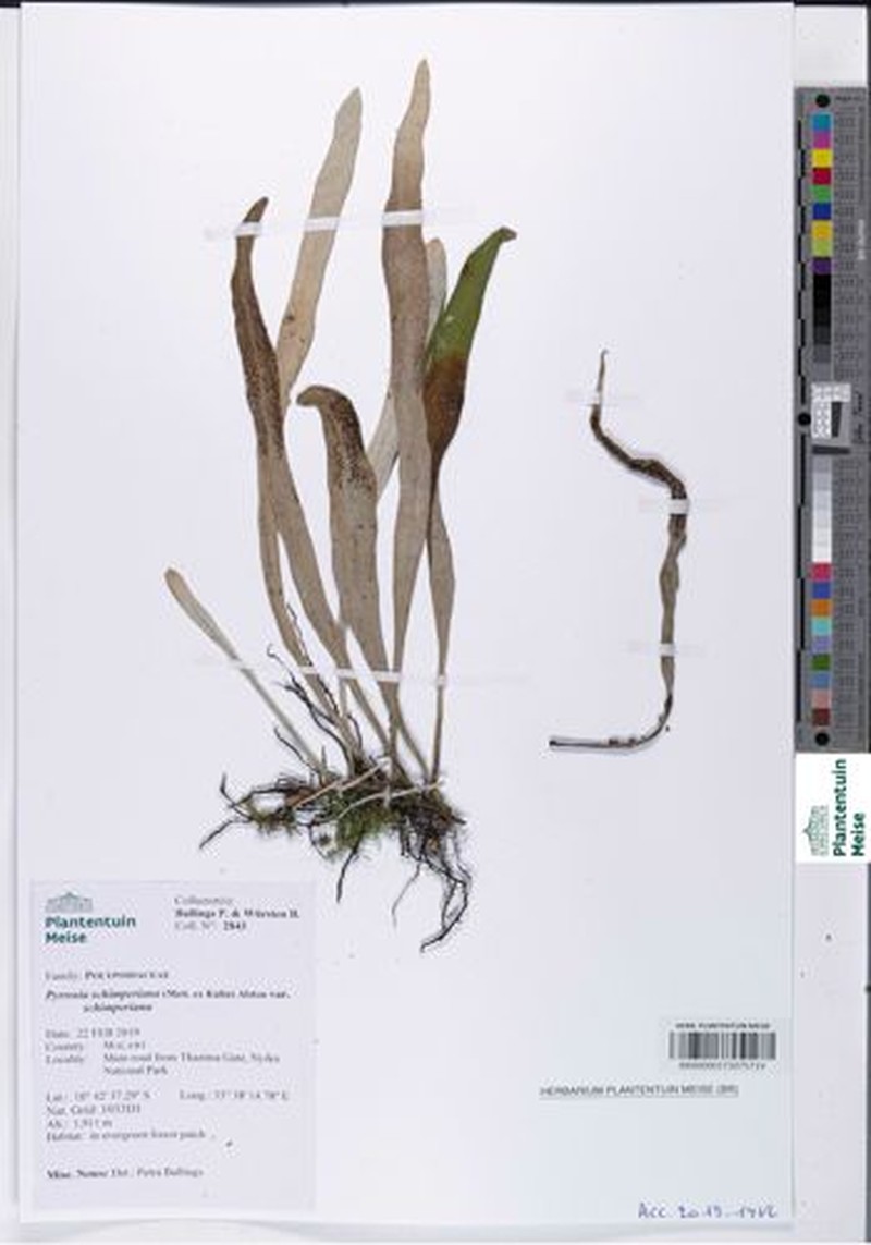 Pyrrosia schimperiana