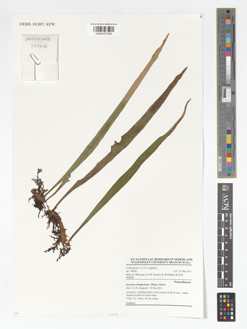 Pyrrosia schimperiana photo 4