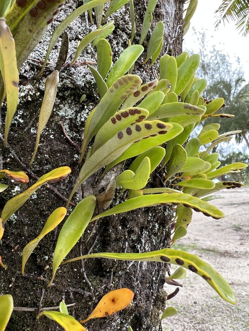 Pyrrosia serpens