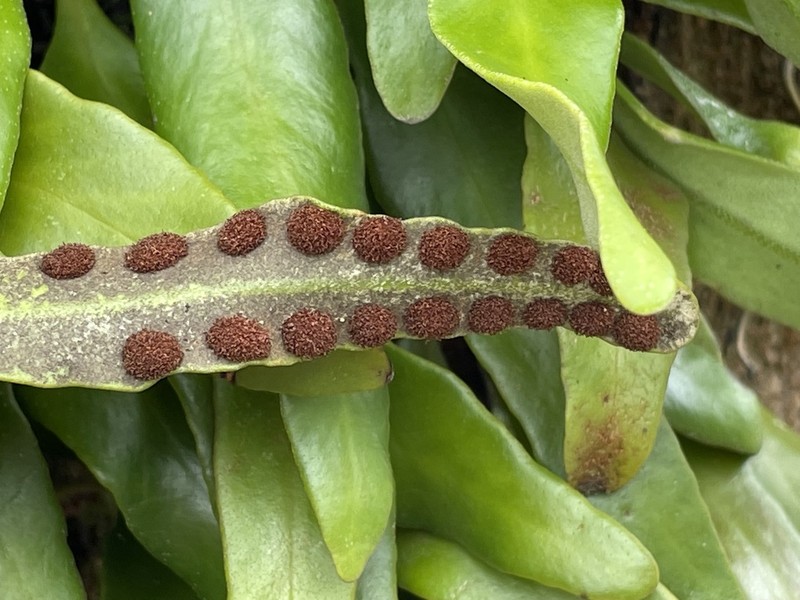 Pyrrosia serpens photo 2
