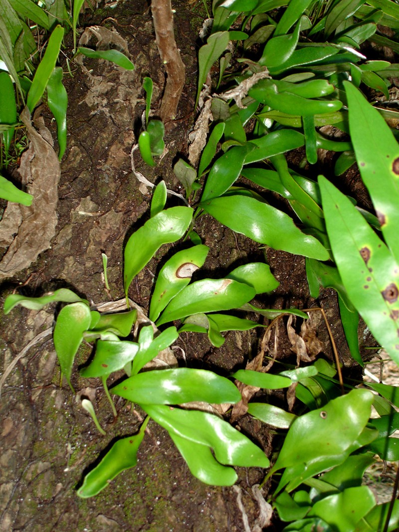 Pyrrosia serpens photo 3