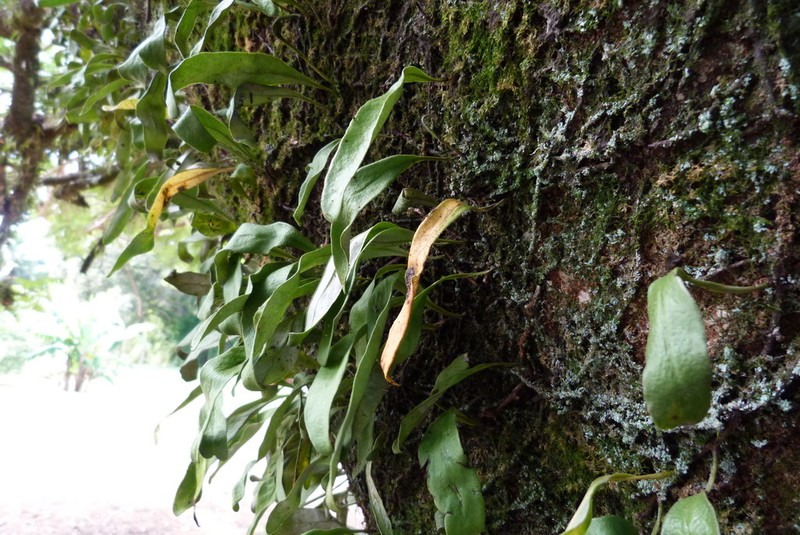 Pyrrosia serpens photo 4