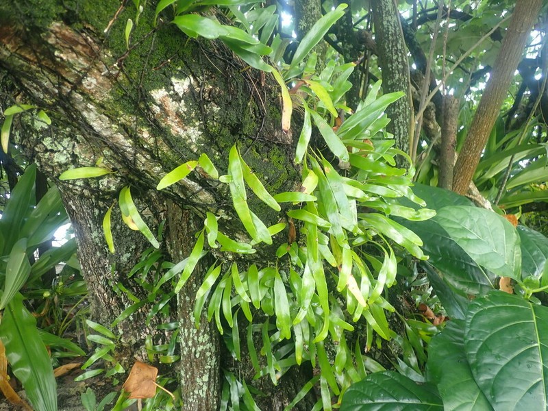 Pyrrosia serpens photo 5