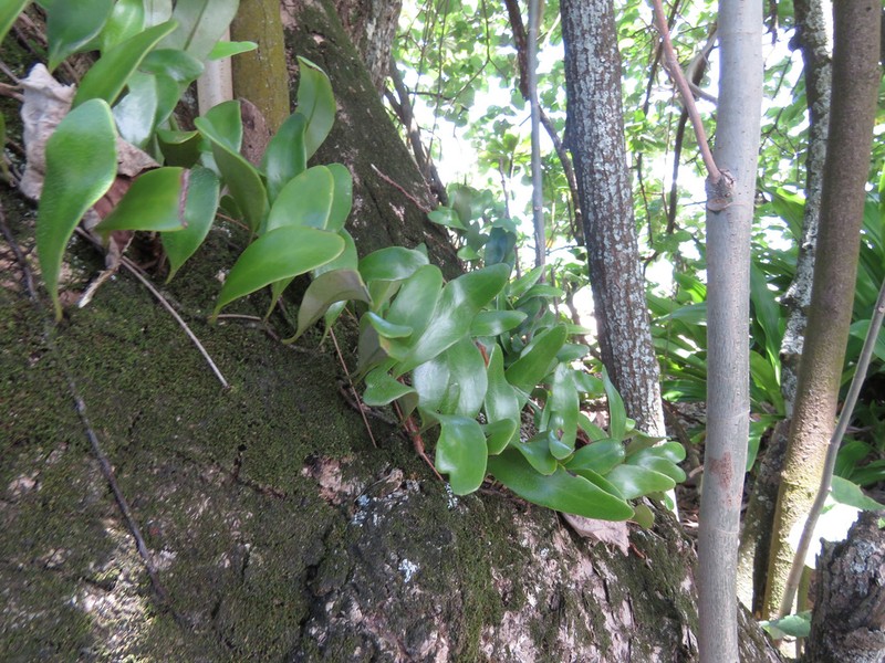 Pyrrosia serpens photo 6