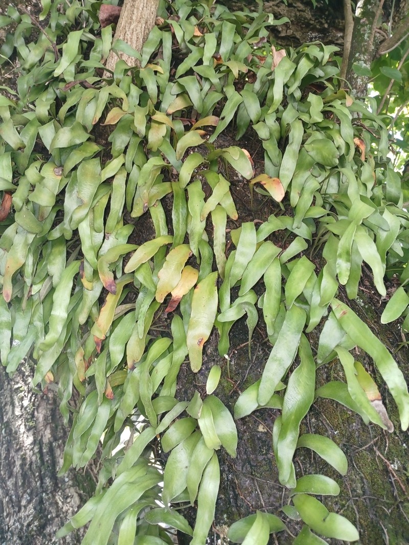 Pyrrosia serpens photo 7