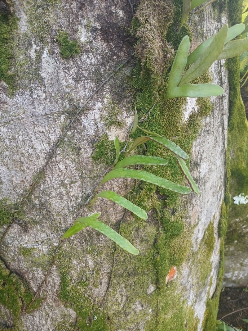 Pyrrosia serpens photo 8