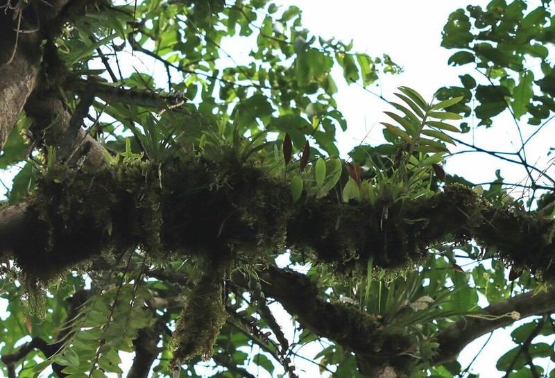 Pyrrosia sphaerosticha