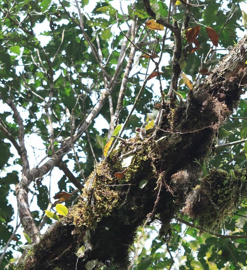 Pyrrosia sphaerosticha photo 2