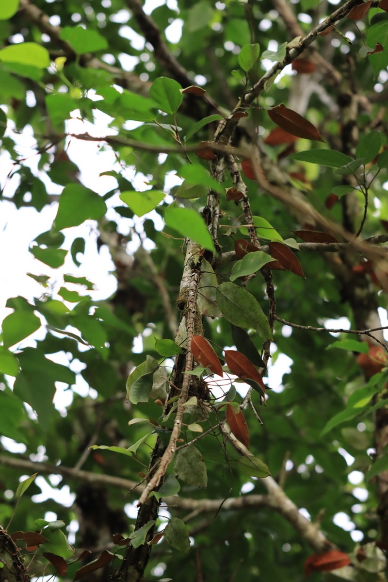 Pyrrosia sphaerosticha photo 3