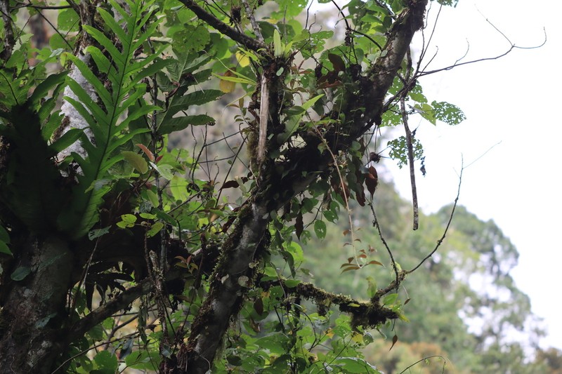Pyrrosia sphaerosticha photo 5