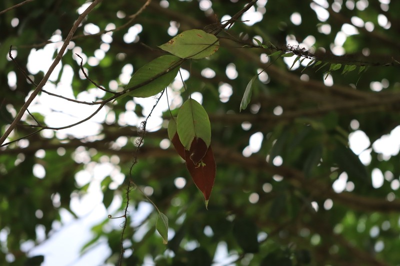 Pyrrosia sphaerosticha photo 6