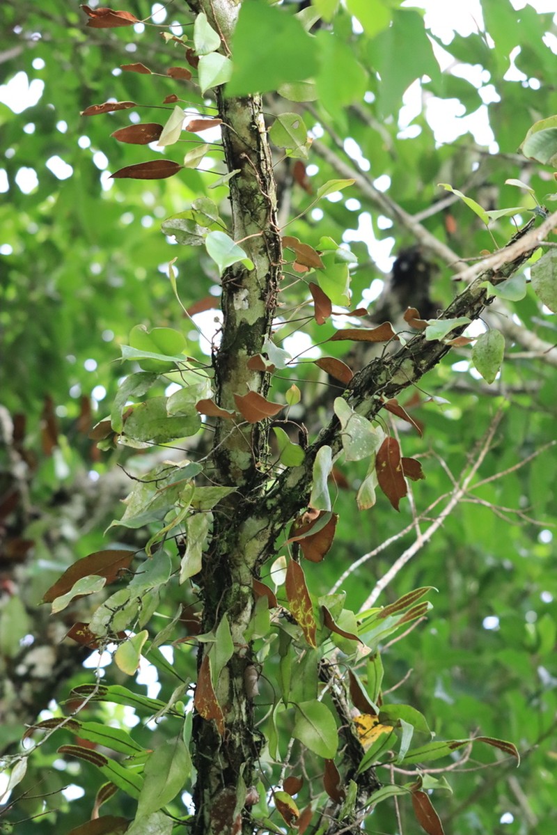 Pyrrosia sphaerosticha photo 7