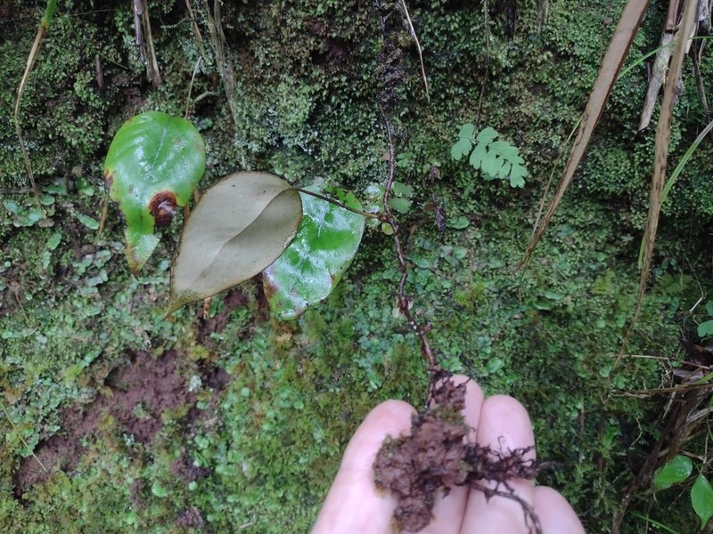 Pyrrosia sphaerosticha photo 8