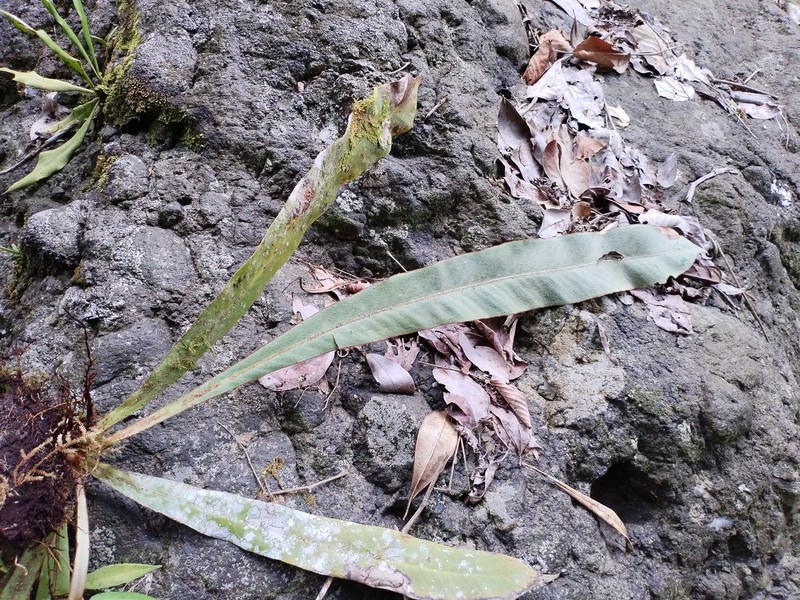 Pyrrosia splendens photo 3