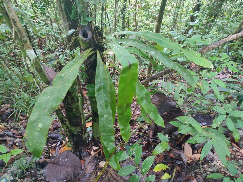 Pyrrosia splendens photo 4
