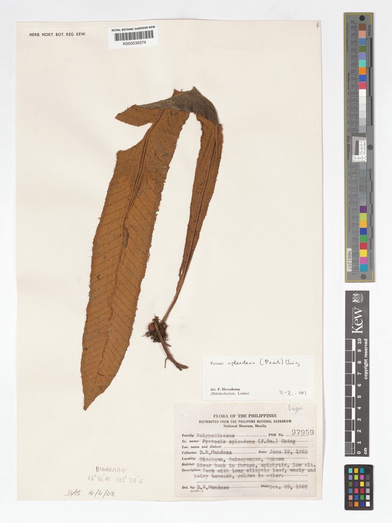 Pyrrosia splendens photo 6