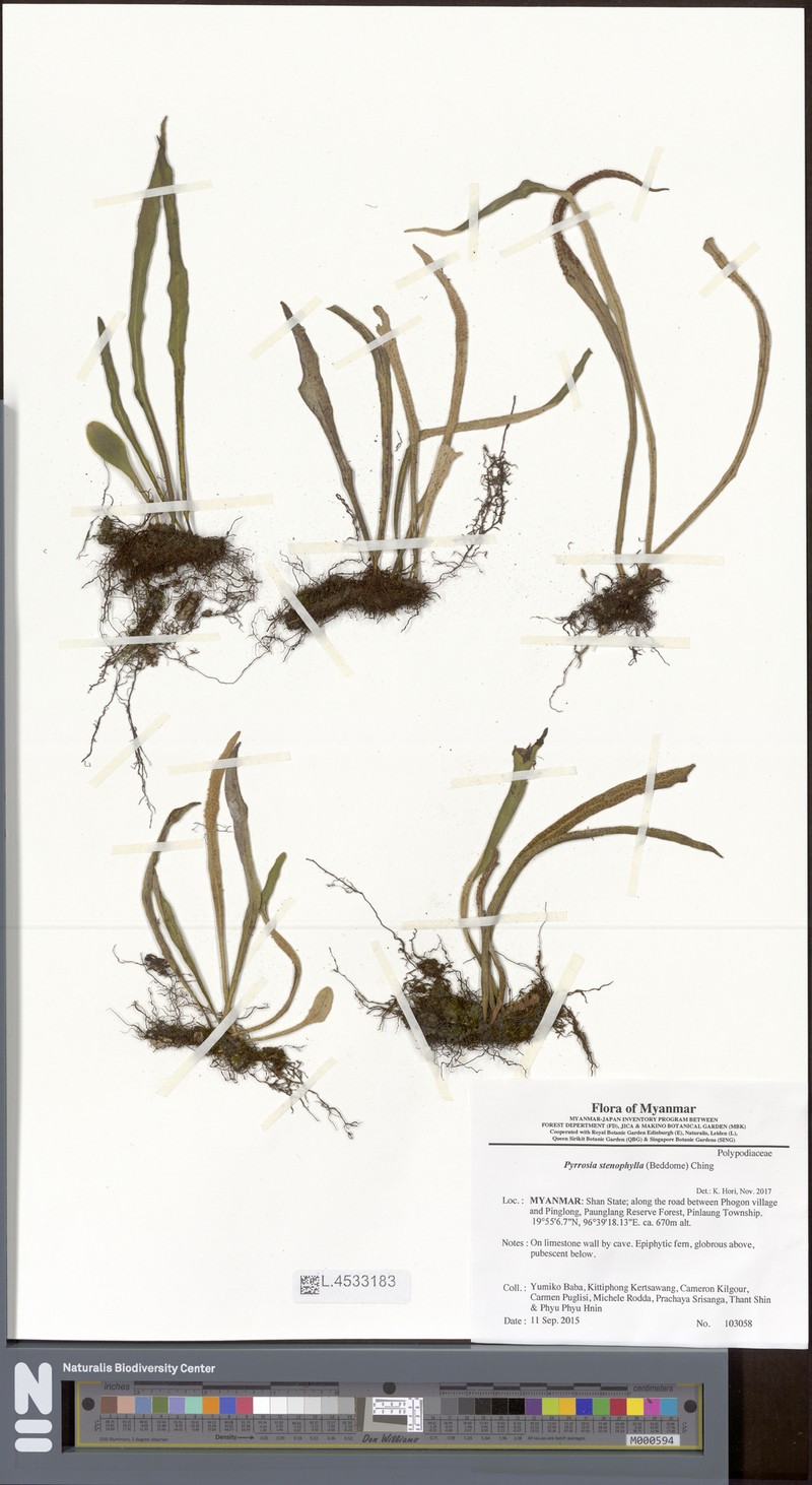 Pyrrosia stenophylla
