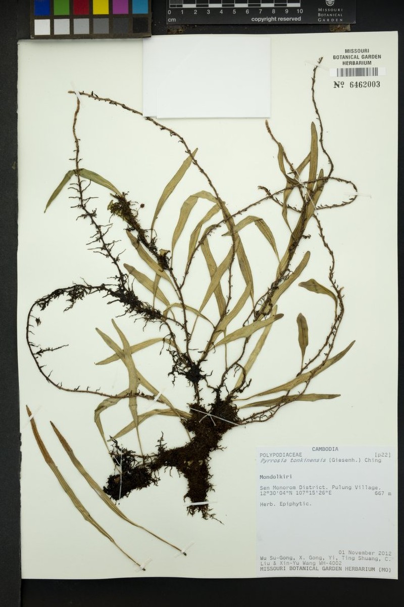 Pyrrosia stenophylla photo 2