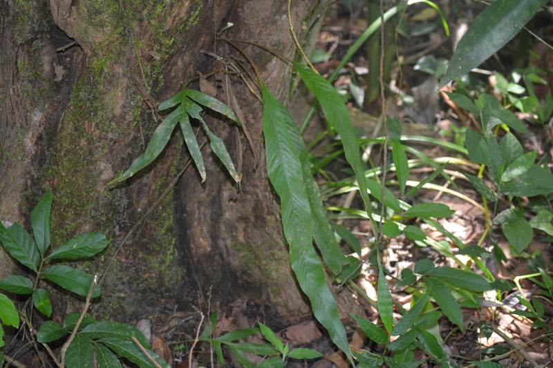 Pyrrosia stigmosa