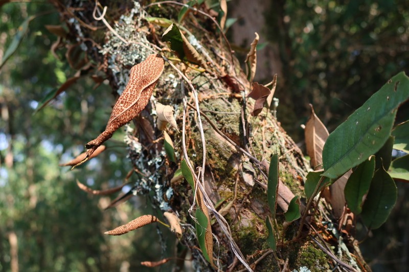 Pyrrosia stigmosa photo 2