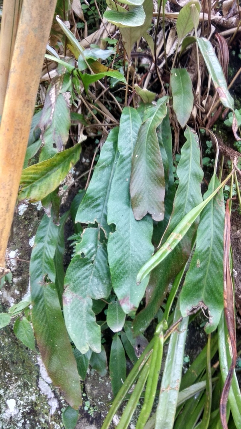 Pyrrosia stigmosa photo 3