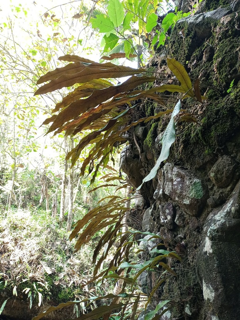 Pyrrosia stigmosa photo 4
