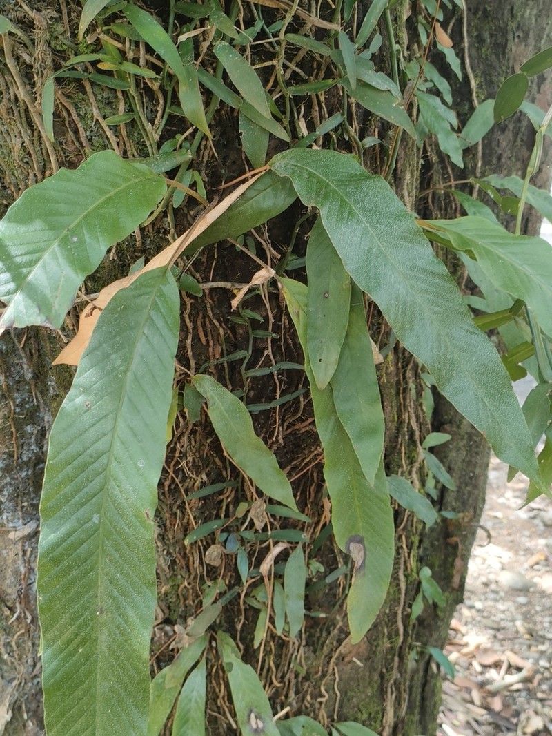 Pyrrosia stigmosa photo 5