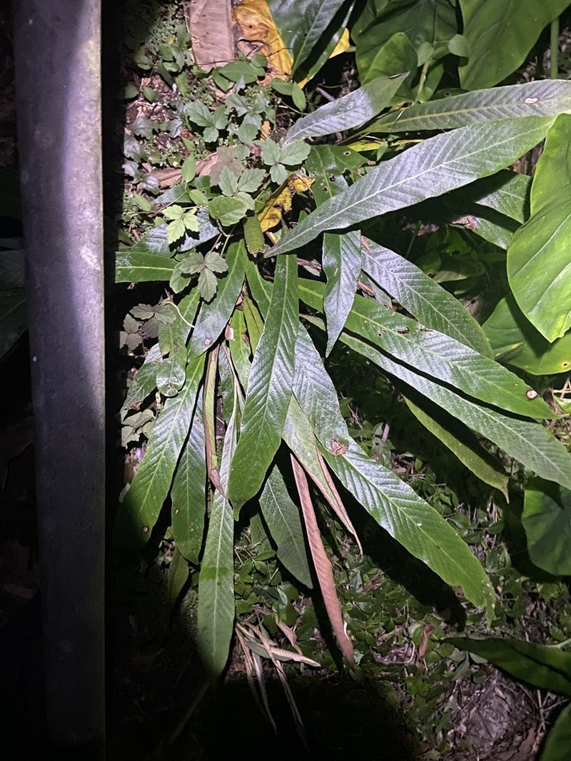 Pyrrosia stigmosa photo 6