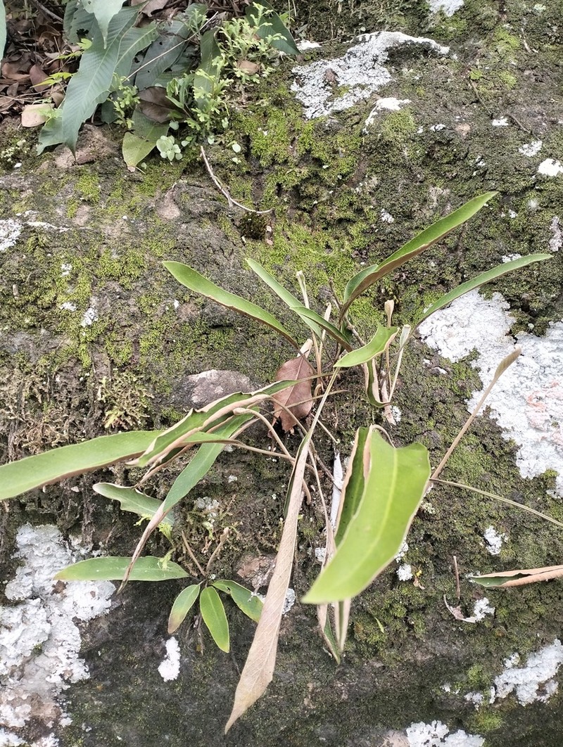 Pyrrosia stigmosa photo 7