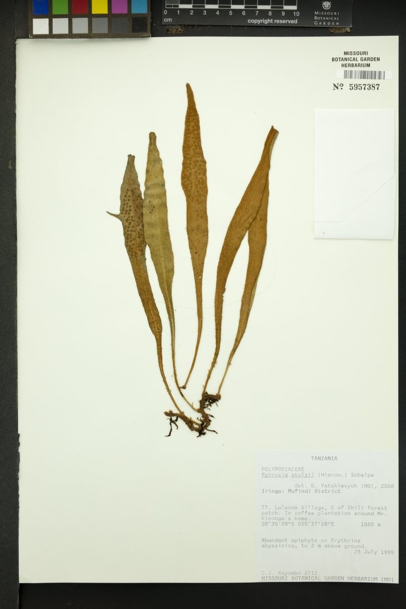 Pyrrosia stolzii photo 2