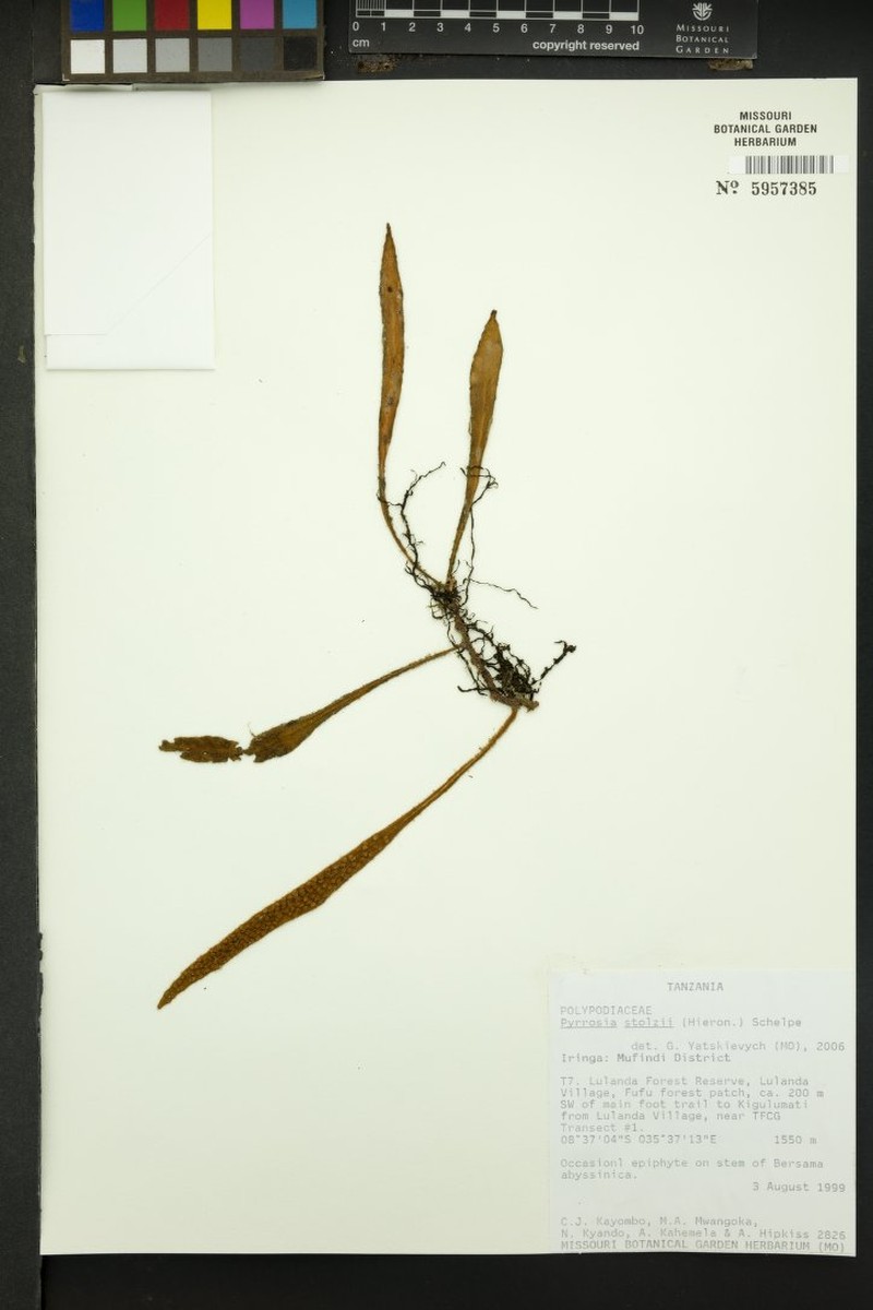 Pyrrosia stolzii photo 3