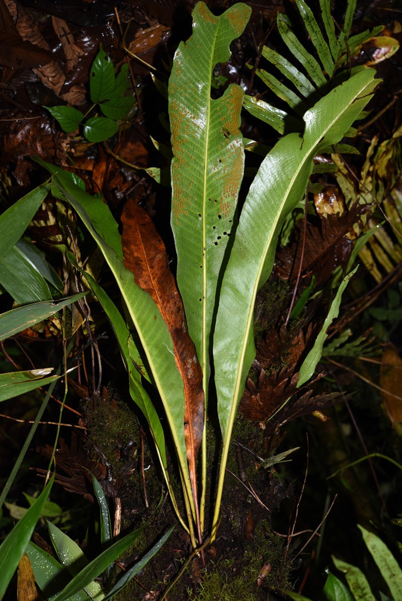 Pyrrosia subfurfuracea