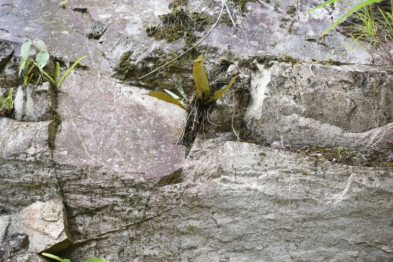 Pyrrosia subfurfuracea photo 2
