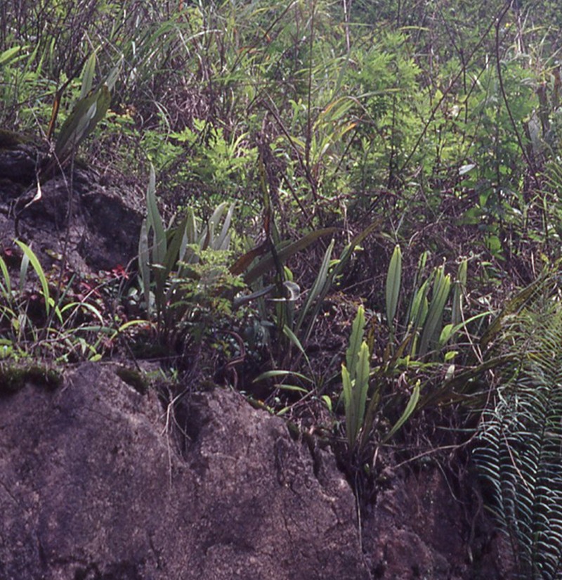 Pyrrosia subfurfuracea photo 3