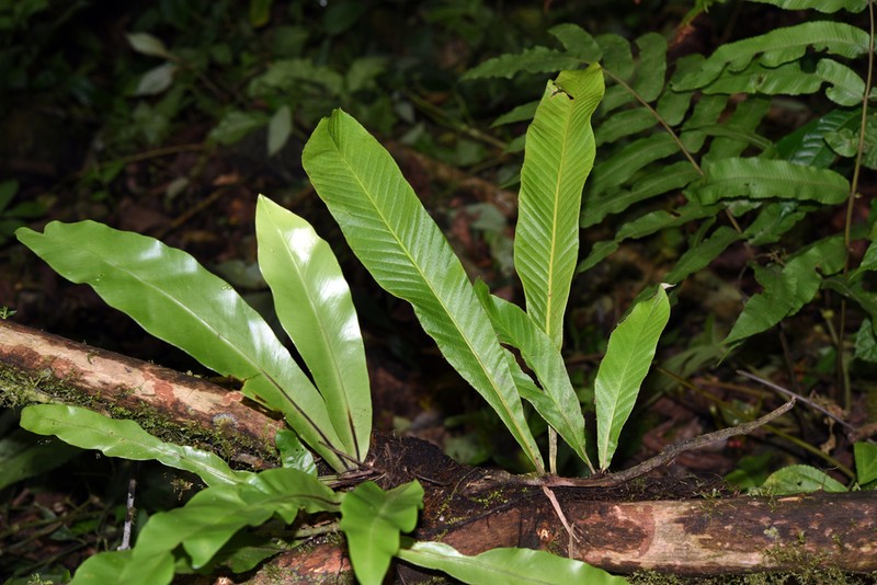 Pyrrosia subfurfuracea photo 4