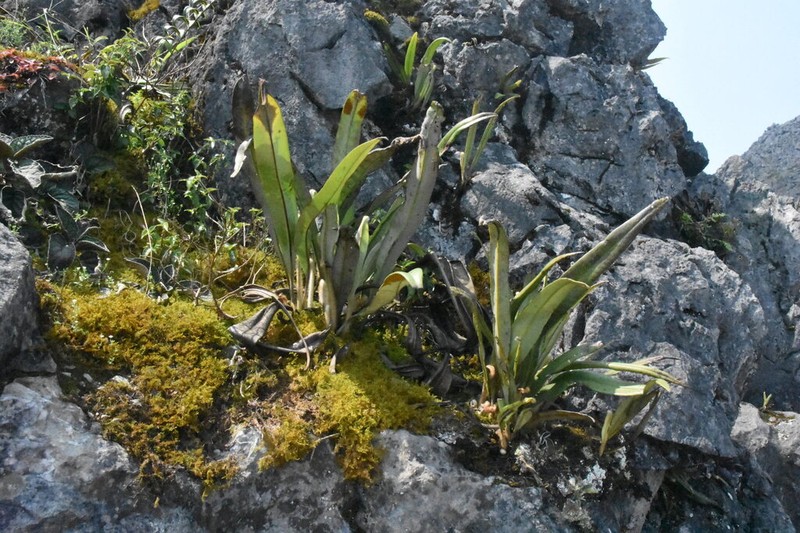 Pyrrosia subfurfuracea photo 5