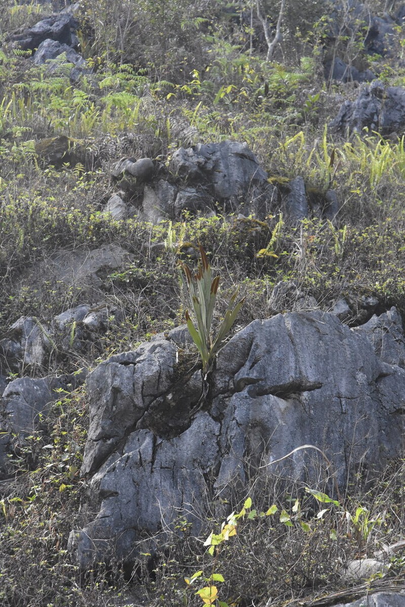 Pyrrosia subfurfuracea photo 6