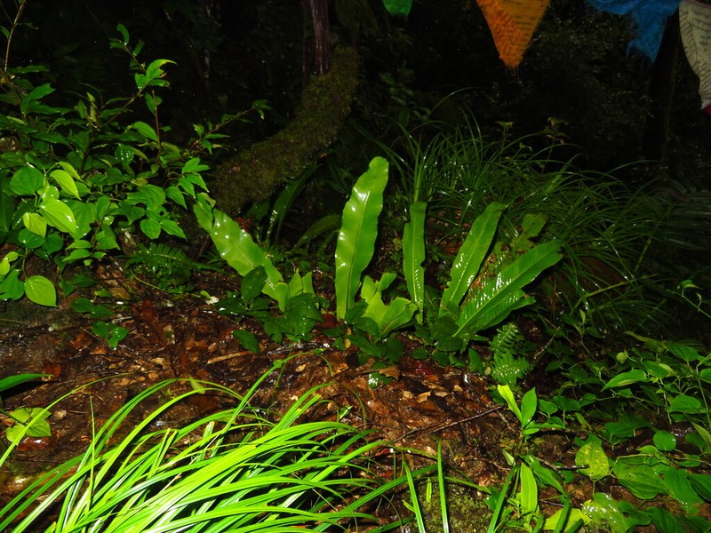 Pyrrosia subfurfuracea photo 7