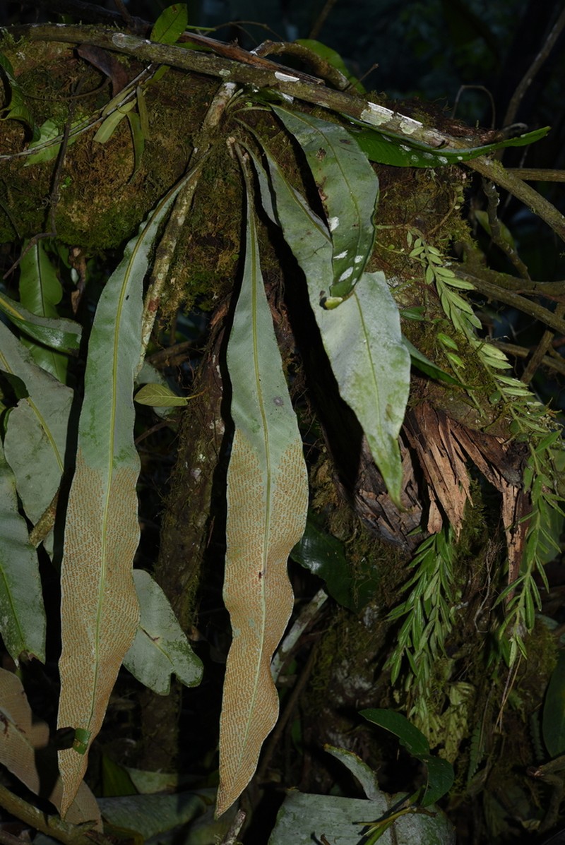 Pyrrosia subfurfuracea photo 8