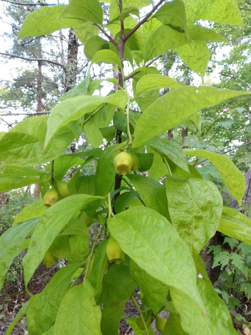 Buffalo Nut photo 6