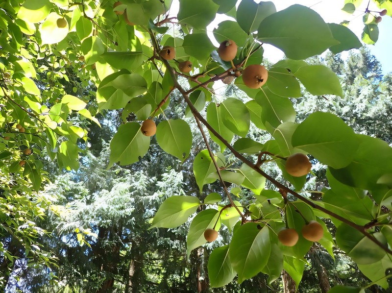 Pyrus alpinotaiwaniana