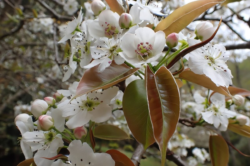 Pyrus alpinotaiwaniana photo 2