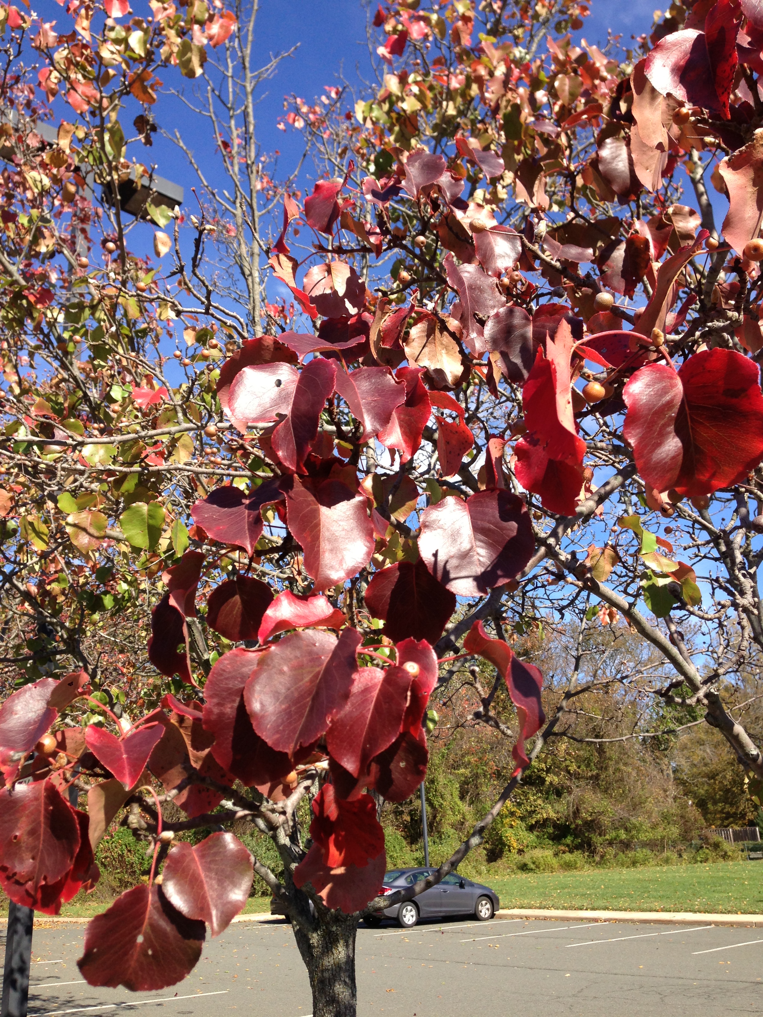 Callery Pear photo 3