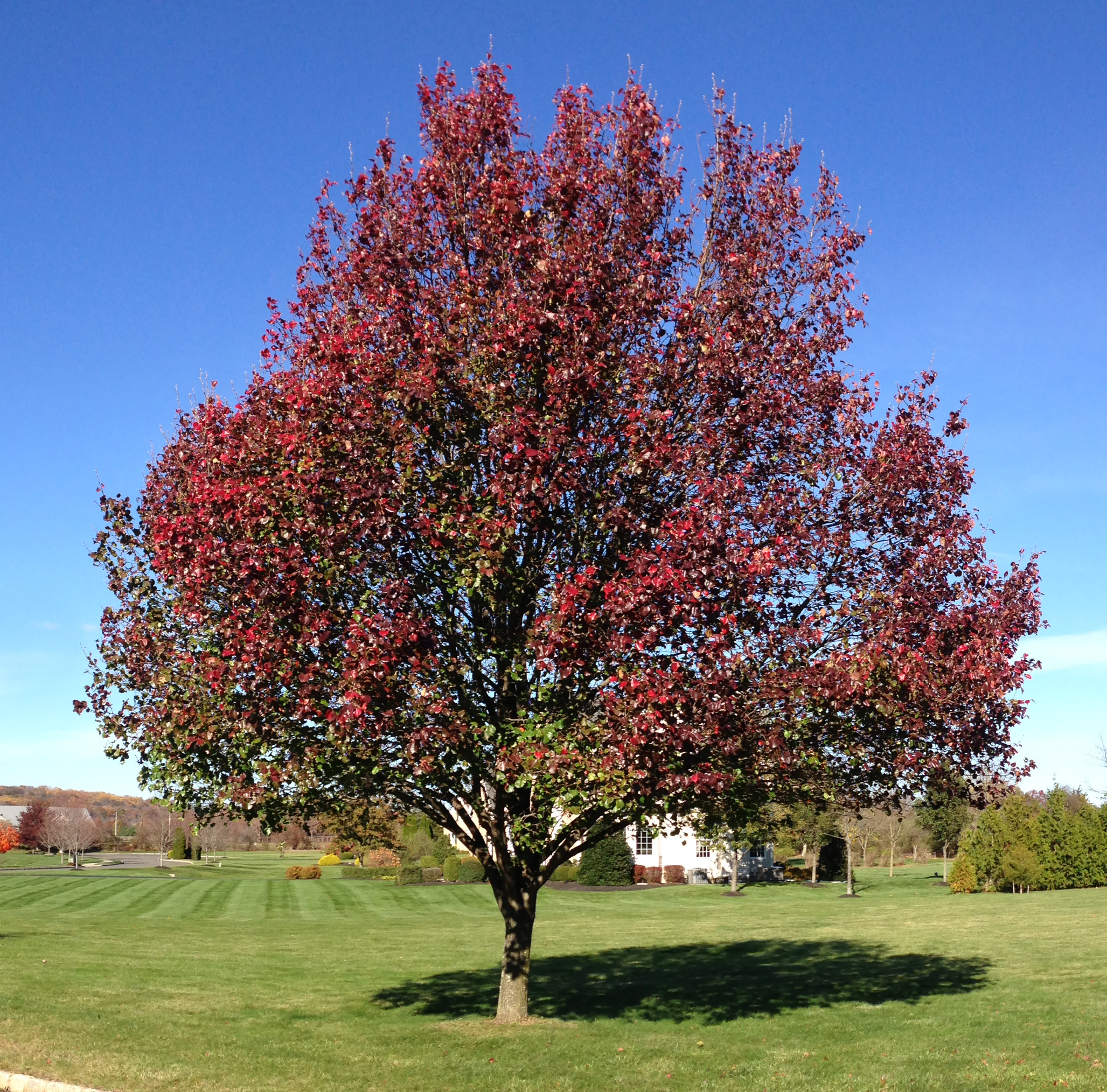 Callery Pear photo 4