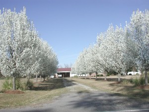 Callery Pear photo 5