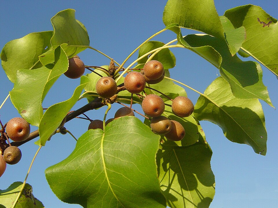 Callery Pear photo 6