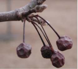 Callery Pear photo 7