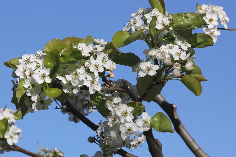Callery Pear photo 2