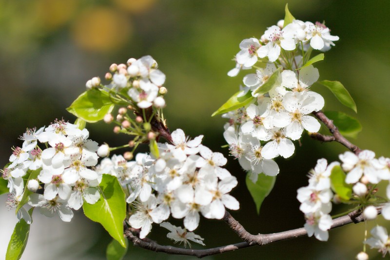 Callery Pear photo 8